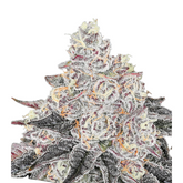 FROZEN BLACK CHERRY – ANESIA SEEDS